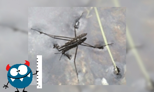 Plaatje Kan jouw eigen insect op water lopen?