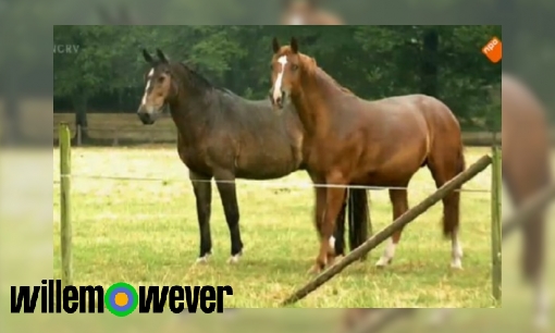 Plaatje Waarom moet een paard afgemaakt worden als hij zijn been breekt?