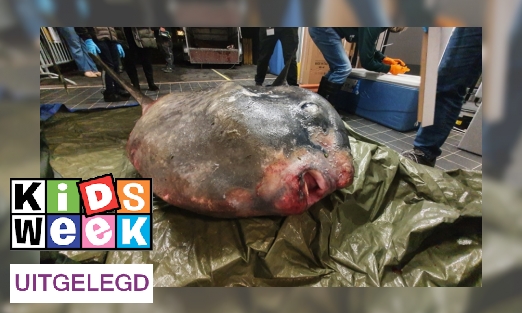 Plaatje Een jampot vol snot: zo wordt een maanvis opgezet