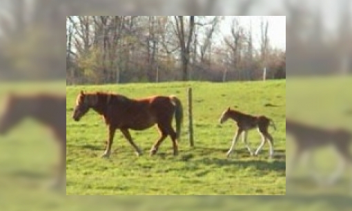 Waarom kunnen veulens na de geboorte al lopen?