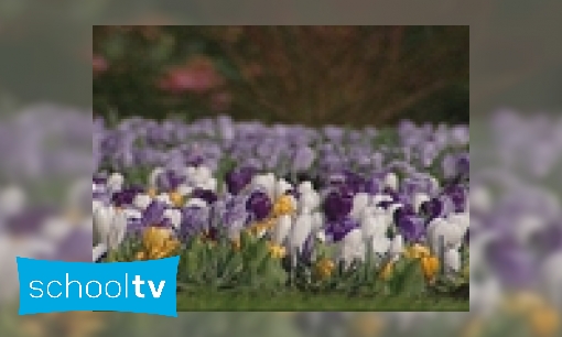 Plaatje Vroege bloeiers
