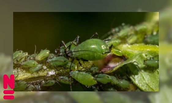 Plaatje Voortplanting zonder man