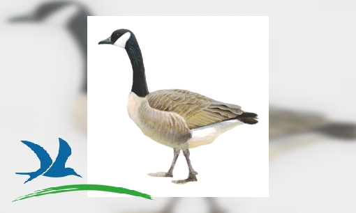Plaatje Grote Canadese gans