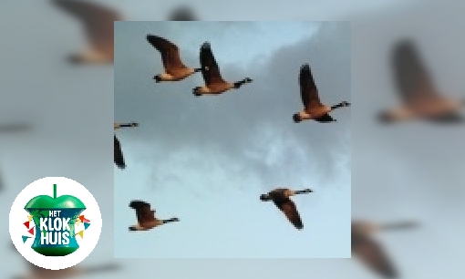 Vogelwacht op Schiphol