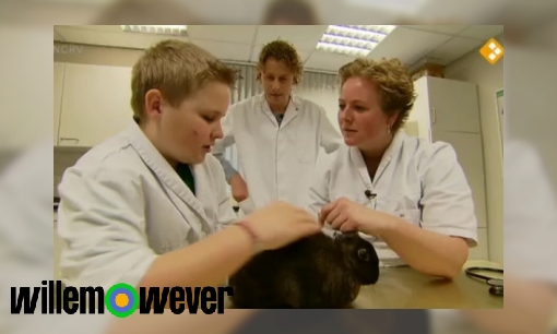 Plaatje Wat doet een dierenarts?