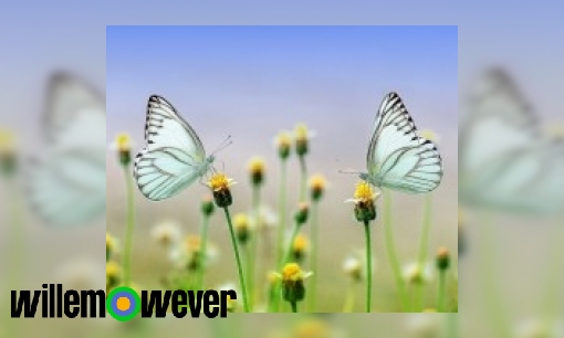 Plaatje Hoe kun je mannetjes en vrouwtjes vlinders uit elkaar houden?