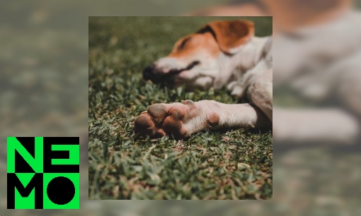 Plaatje Moet je de nagels van je hond knippen?