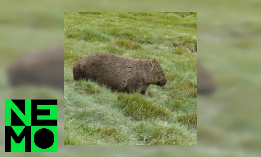 Plaatje Waarom heeft een wombat vierkante poep?