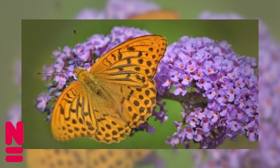 Plaatje Insecten zijn vaak kieskeurige planteneters