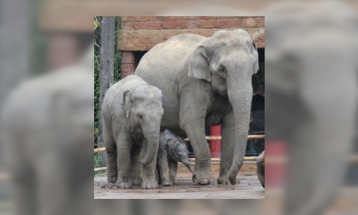 Plaatje Spreekbeurt over de Aziatische olifant