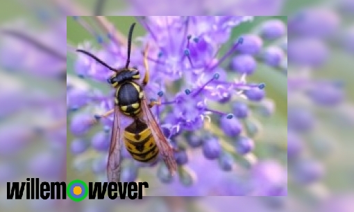 Plaatje Wat is het nut van wespen?