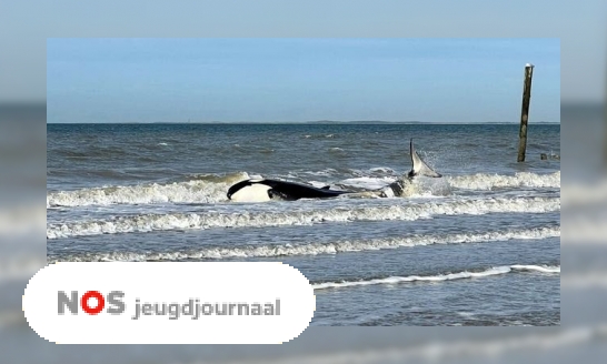 Aangespoelde orka heeft het niet gered