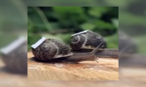 Plaatje Waarom laten slakken zo