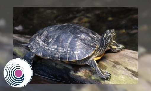 Spreekbeurt Geelwang-, geelbuik- en roodwangschildpad