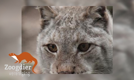 Plaatje Lynx