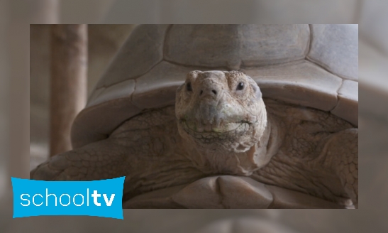 Plaatje Poep van een sporenschildpad