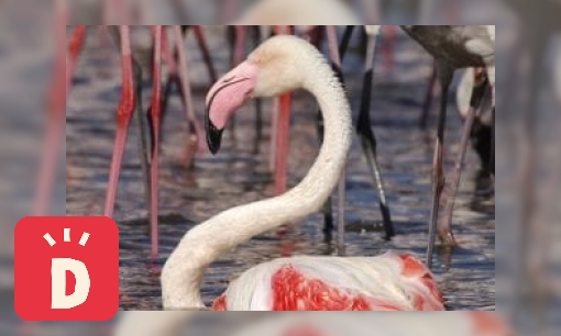 Plaatje Europese flamingo