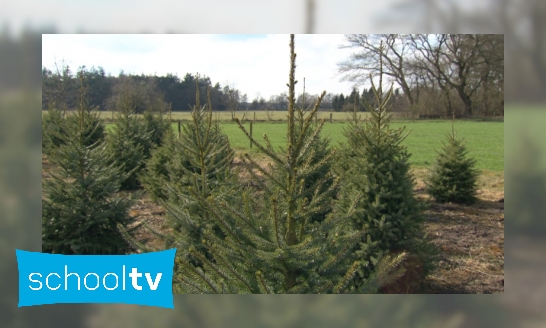 Hoe worden kerstbomen gekweekt?