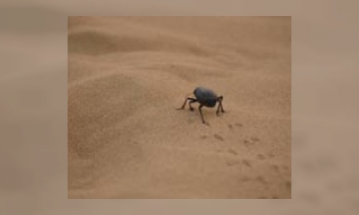 Plaatje Welk insect is het grootste insect ter wereld?