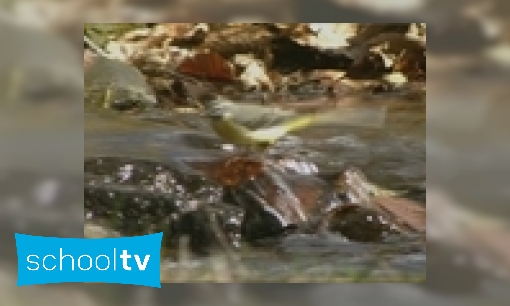 Plaatje Bescherming van vogels