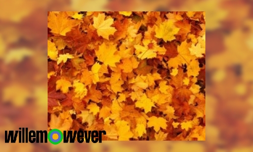 Plaatje Waarom verkleuren bladeren in de herfst?