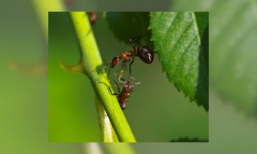 Plaatje Kunnen mieren springen?