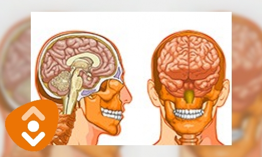 Plaatje Hersenen en zenuwstelsel