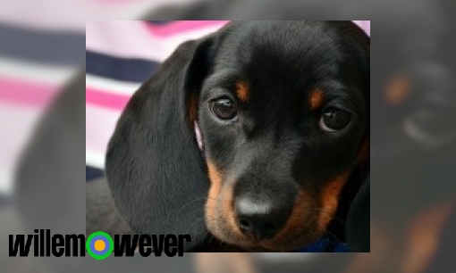 Plaatje Waarom kan een hond niet tegen chocolade?