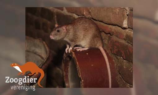 Plaatje Bruine rat