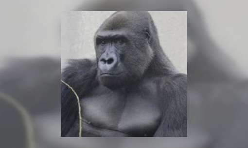 Plaatje Gorilla