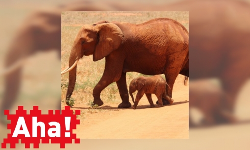 Plaatje Hoe zorgen we dat er minder dieren uitsterven?