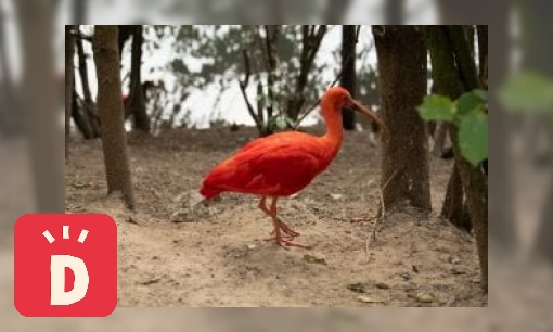 Plaatje Rode ibis