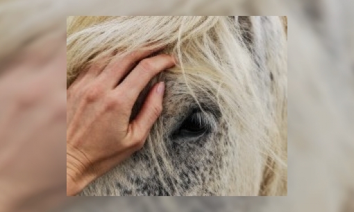 Waarom zitten bij paarden altijd vliegen bij de ogen?