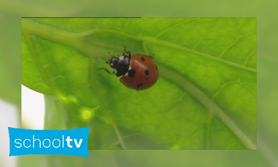 Plaatje Nieuws uit de Natuur ; Nieuw Leven