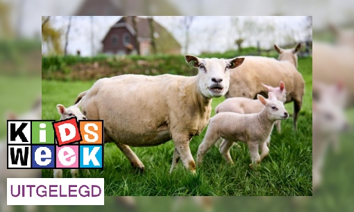 Plaatje Dieren krijgen prik tegen de ziekte blauwtong