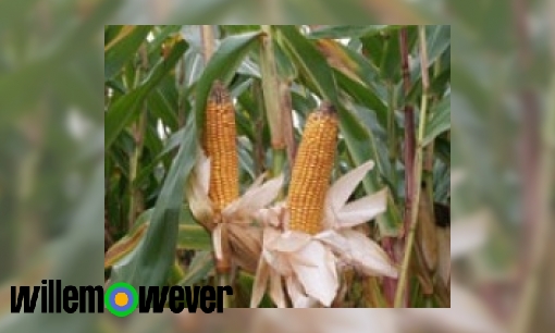 Plaatje Waarom zijn mais planten in het midden van een veld altijd groter en groener?