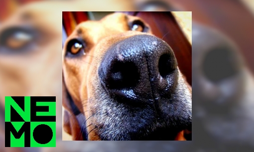 Plaatje Kan mijn hond mij uit een groep van honderd mensen halen?