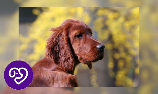 Plaatje Ierse setter
