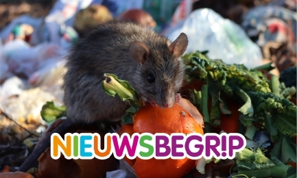 Plaatje De rat: vriend of vijand?