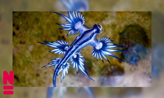 De Blauwe Draak, een zeenaaktslak met kwallengif