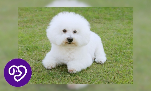 Plaatje Bichon Frisé
