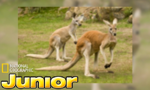 Plaatje Weet je dit al over de kangoeroe?