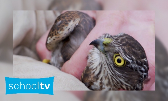 Plaatje Waarom worden vogels geringd?