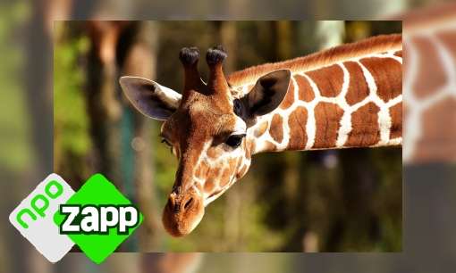 Plaatje Waku Waku weetjes over de giraffe