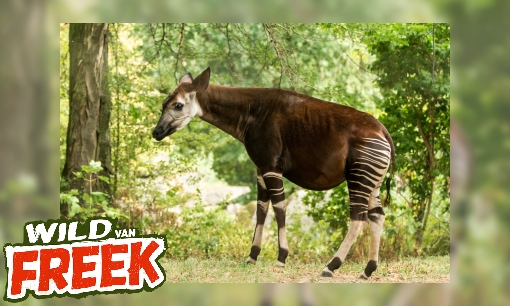 Okapi