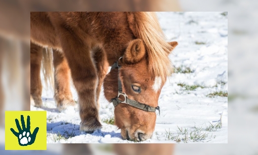 Plaatje Spreekbeurt over dieren in winter