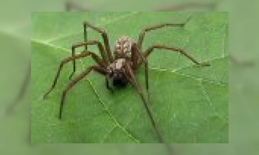 Plaatje Spinnen in huis en tuin
