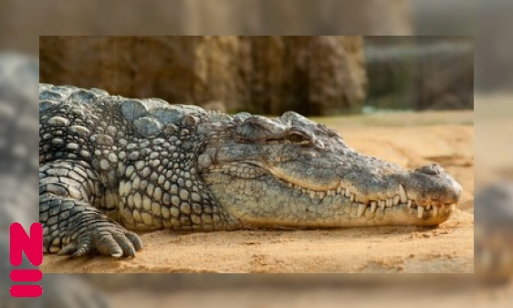 De nijlkrokodil is één van de gevaarlijkste jagers van Afrika