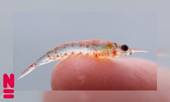 Plaatje Antarctisch krill