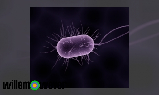 Plaatje Kunnen bacteriën ook ziek worden?